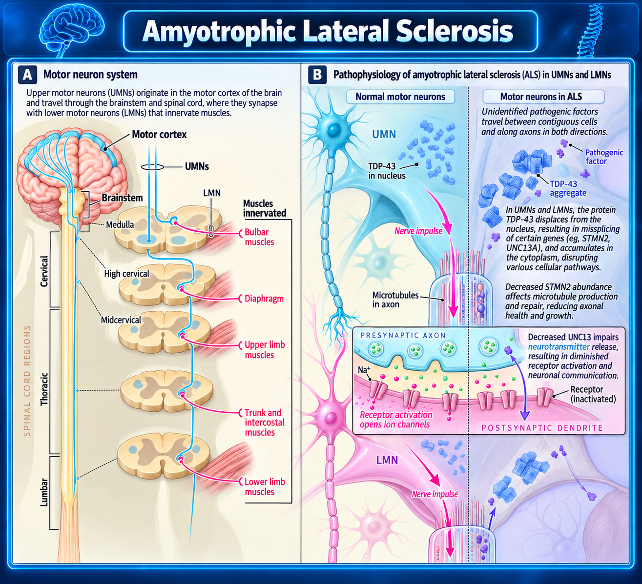 ALS motor neuron system and pathophysiology