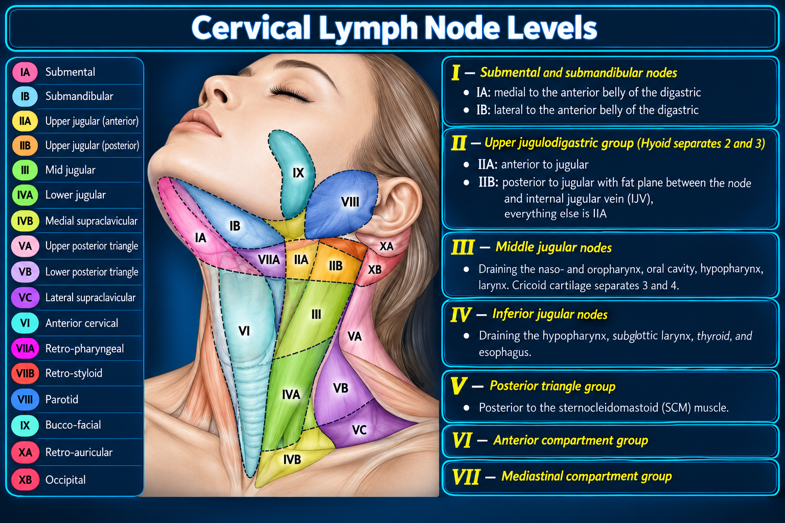 Illustrated cervical lymph node levels