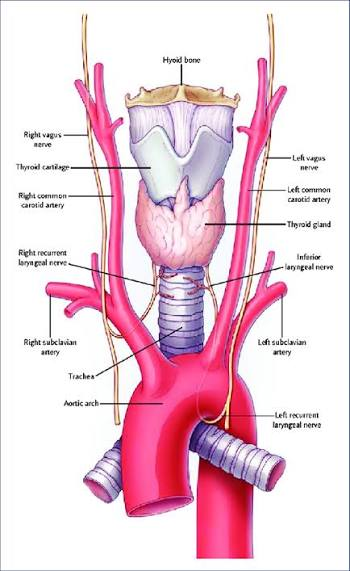 Recurrent laryngeal nerve