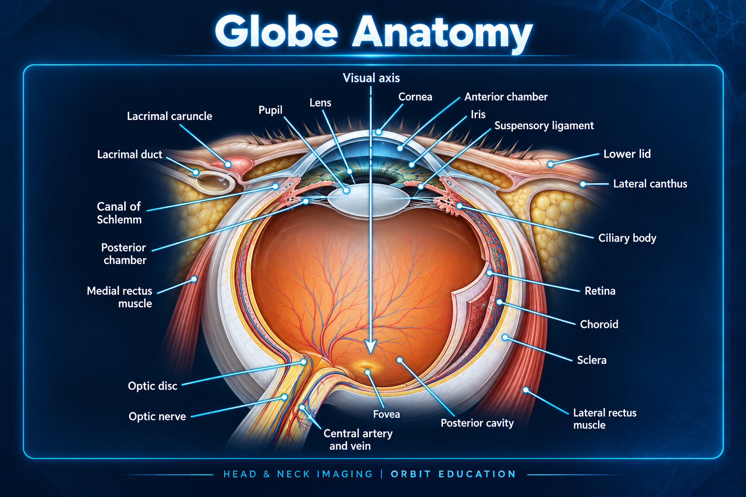 Labeled cross-sectional globe anatomy