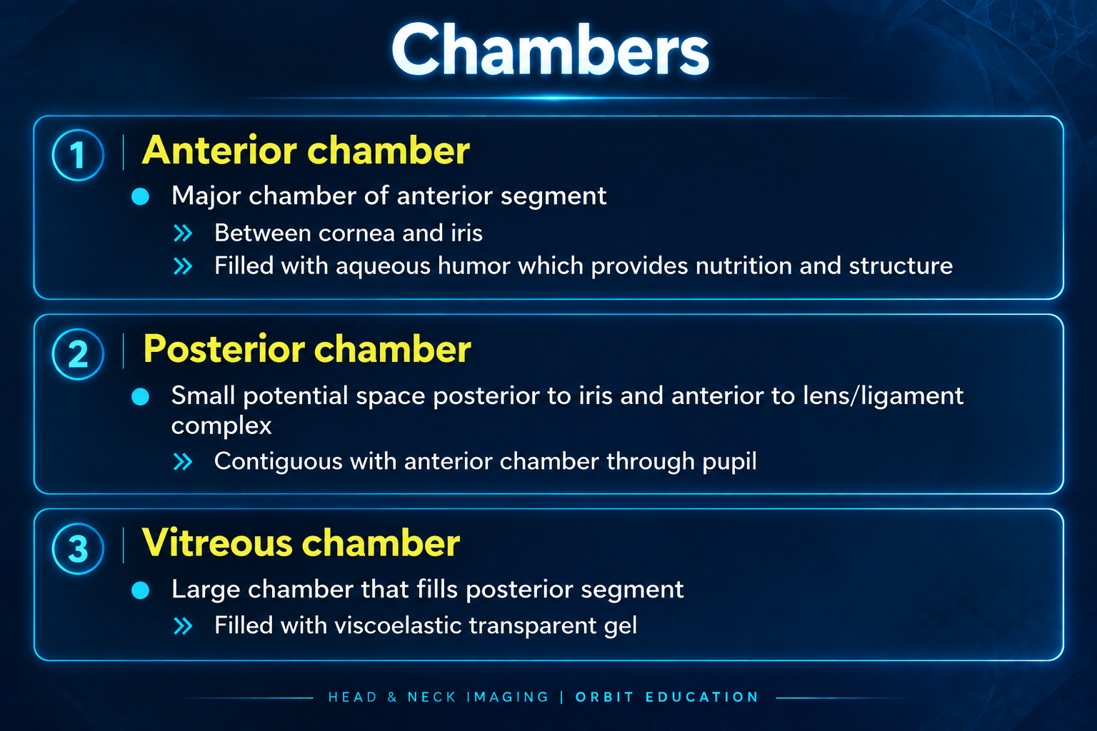 Anterior posterior and vitreous chambers of the globe