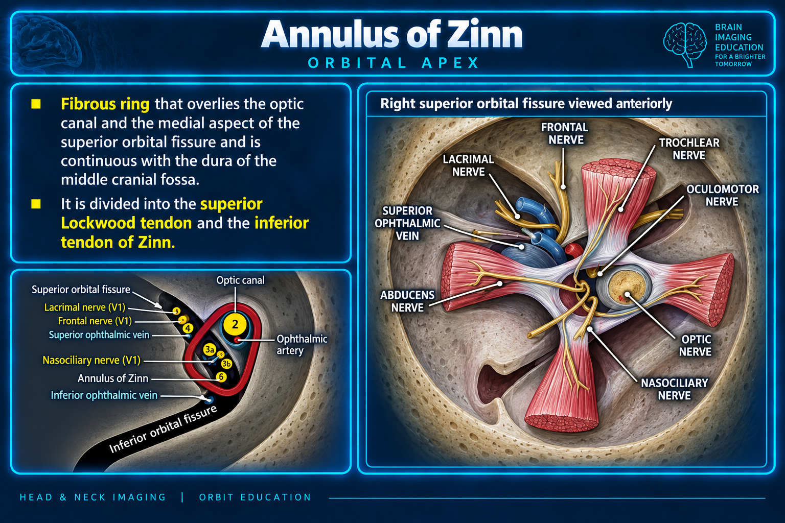 Annulus of Zinn and orbital apex