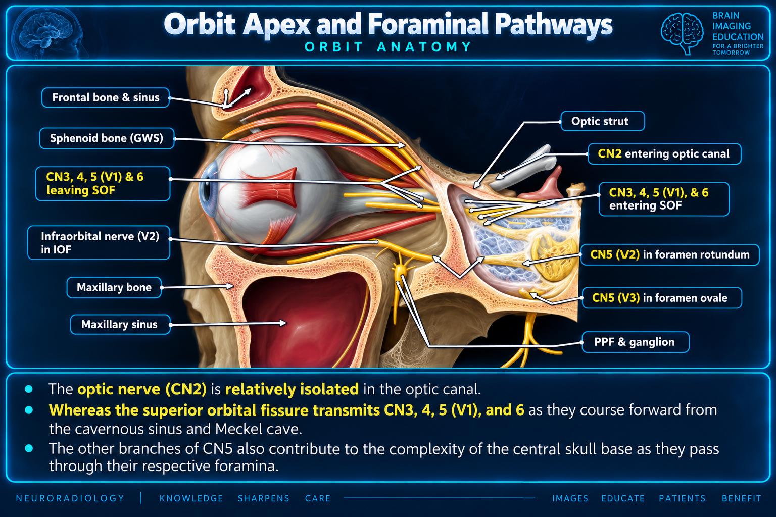 Orbital apex and foraminal pathways