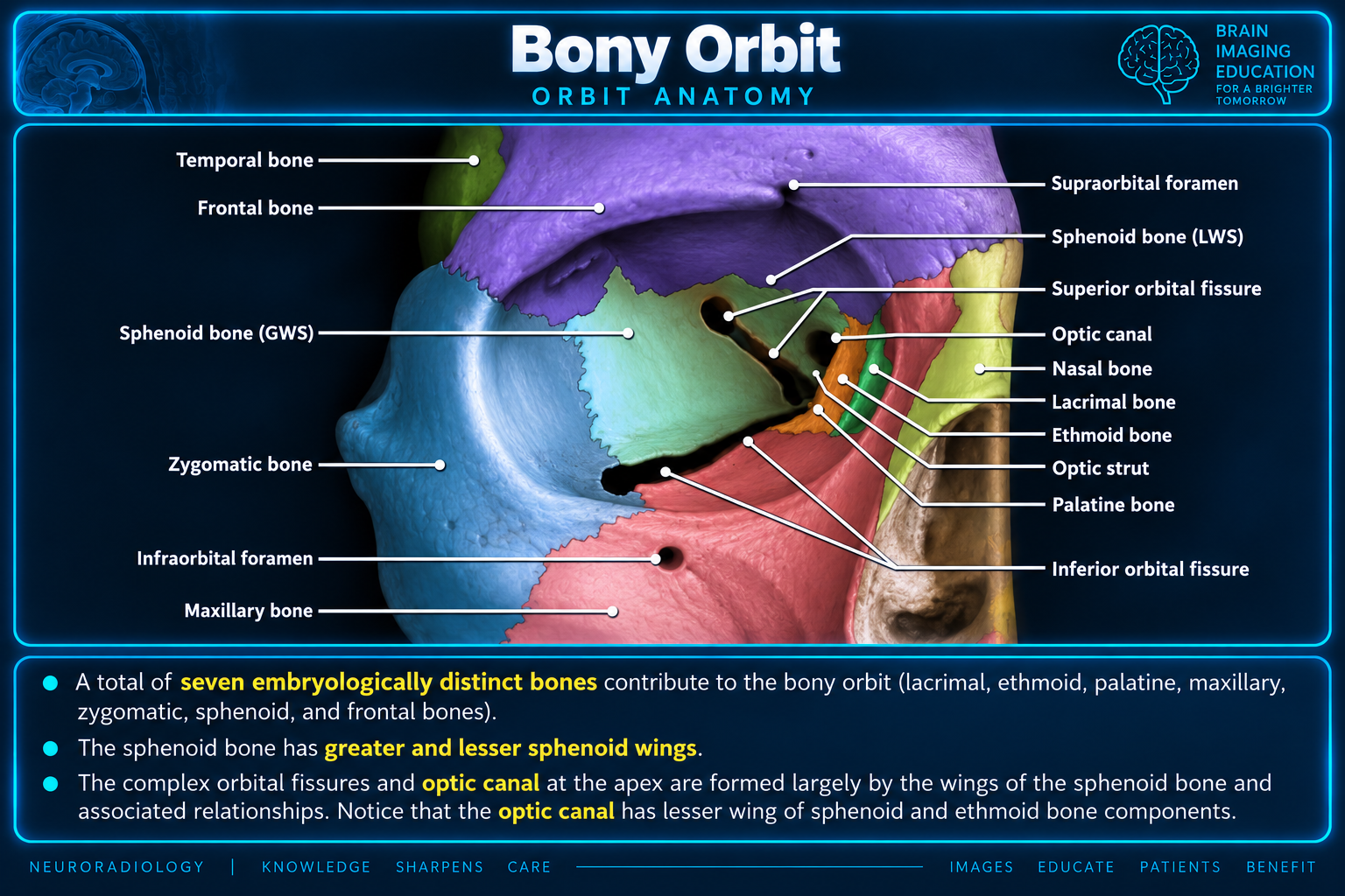 Bony orbit anatomy