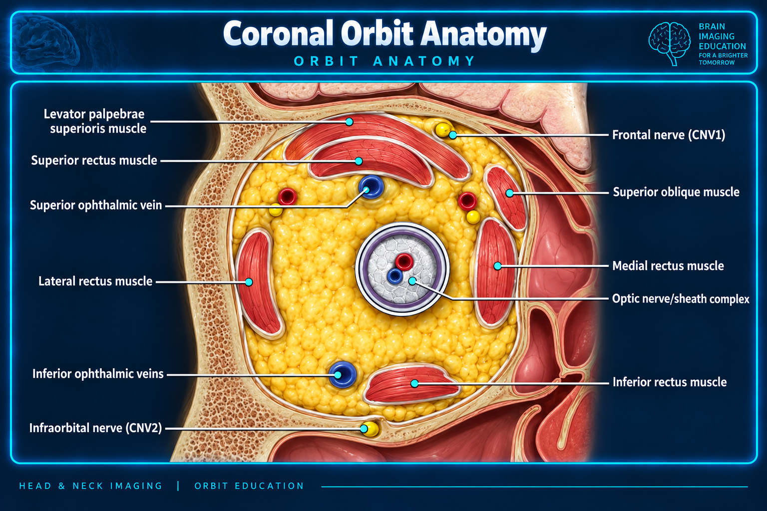 Coronal orbit anatomy