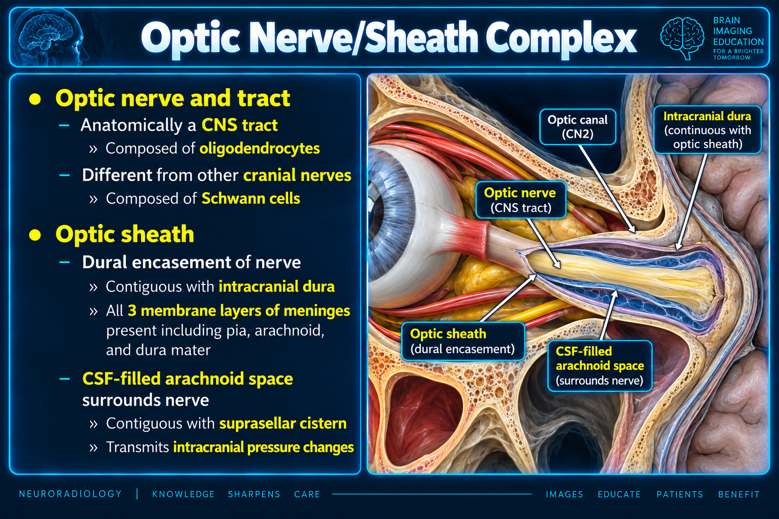 Optic nerve and sheath complex