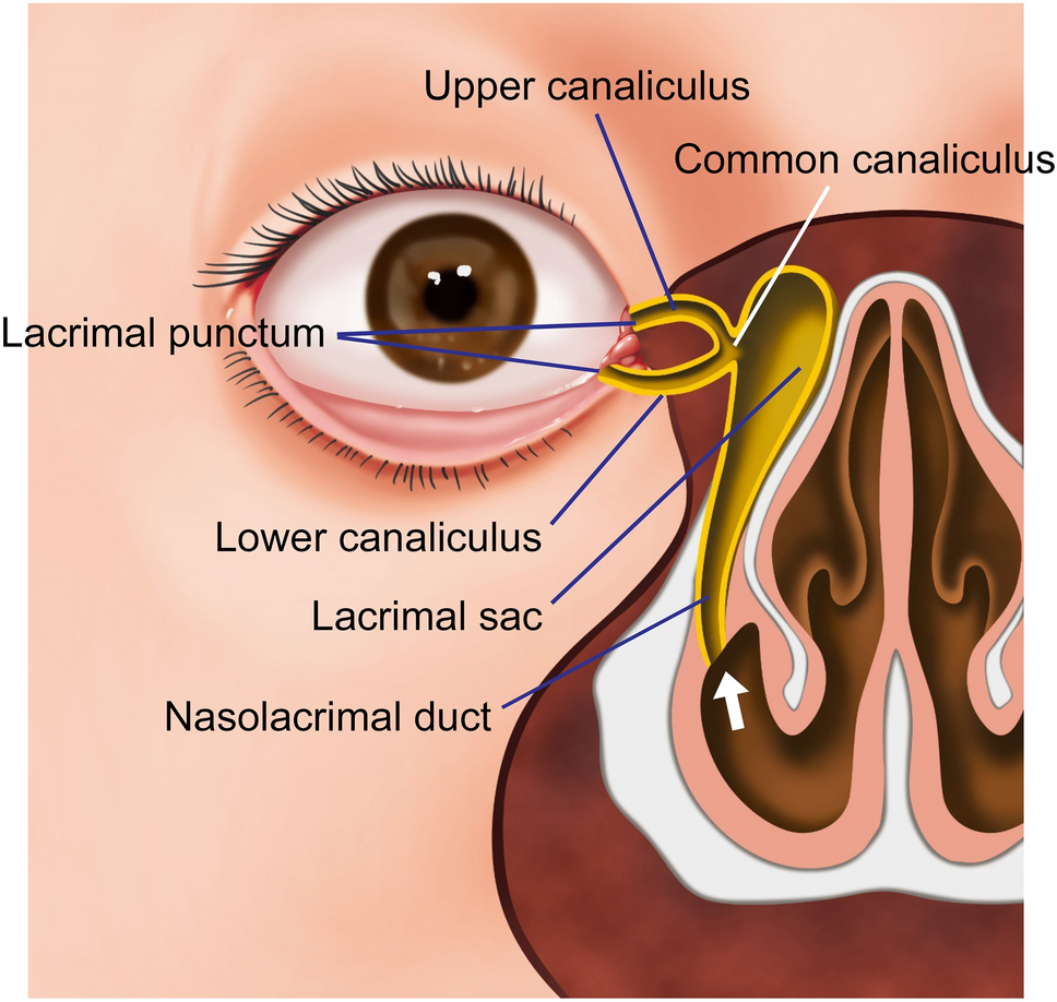 Canaliculi, lacrimal sac, and nasolacrimal duct
