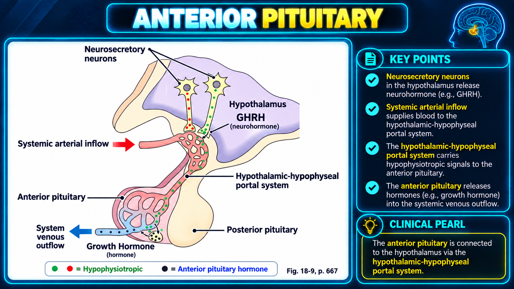 Anterior pituitary and hypothalamic hypophyseal portal system
