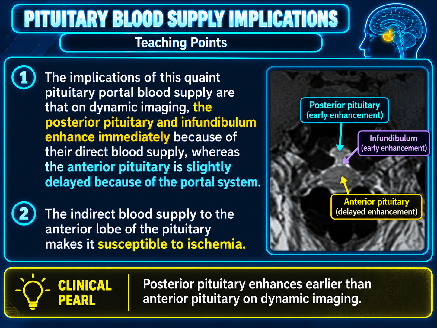 Pituitary blood supply and dynamic enhancement implications