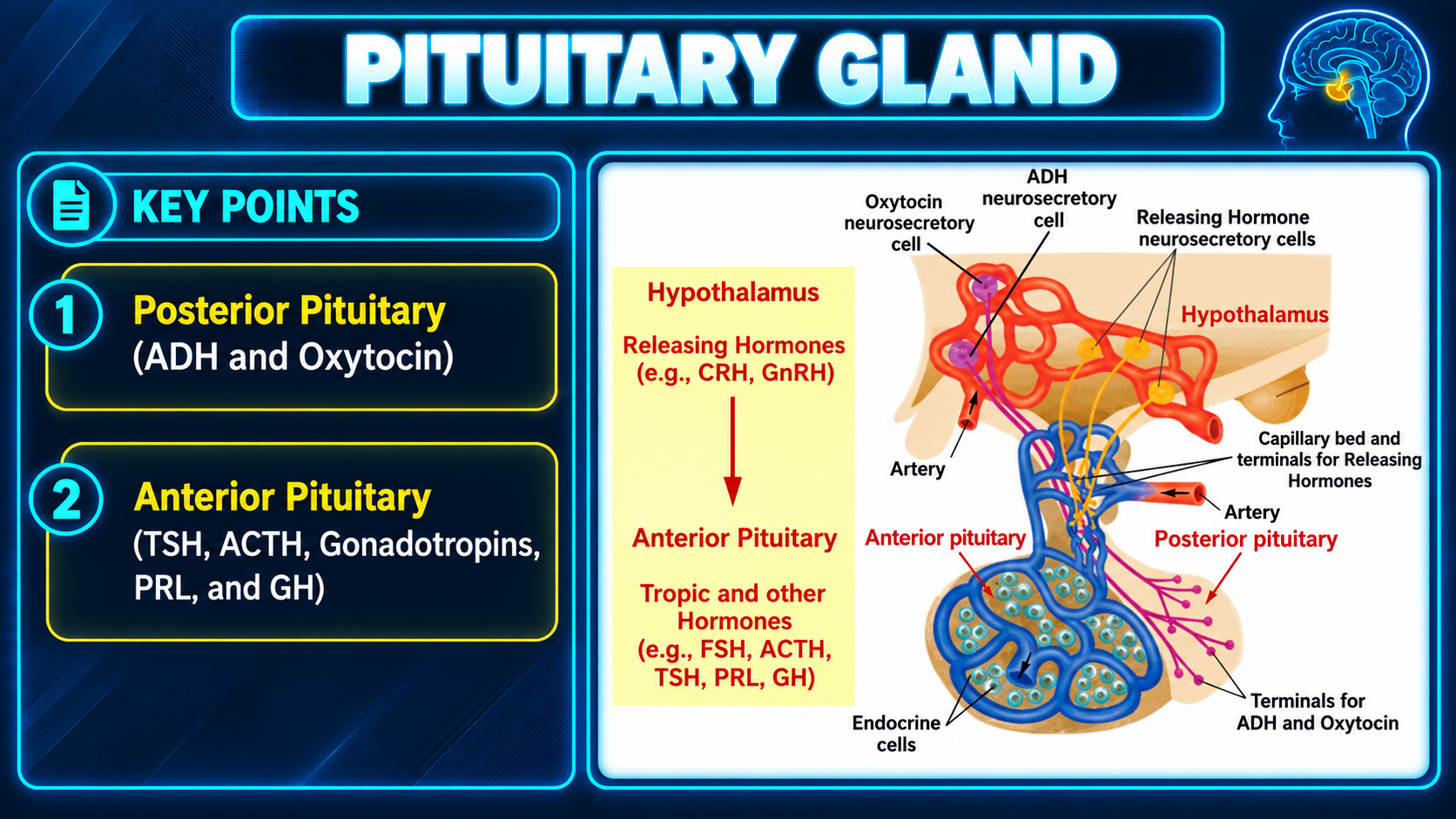 Anterior and posterior pituitary hormone pathways