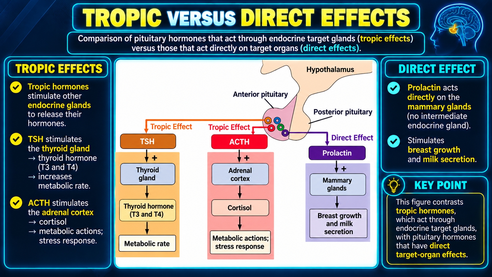 Comparison of tropic and direct pituitary hormone effects