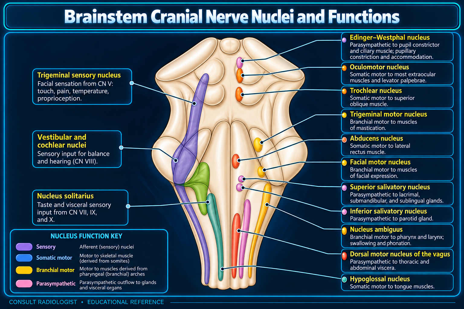 Brainstem cranial nerve nuclei and functions